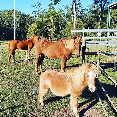 Cabin Country Retreat Paskins Farm Palmwoods ภายนอก รูปภาพ